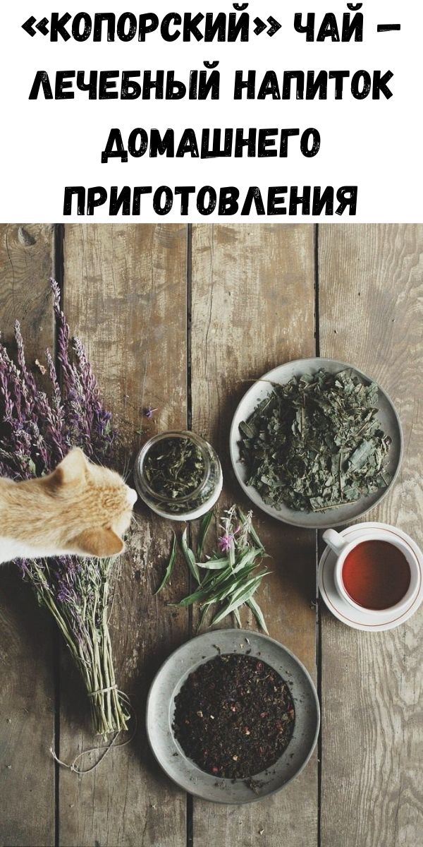 «Копорский» чай — лечебный напиток домашнего приготовления