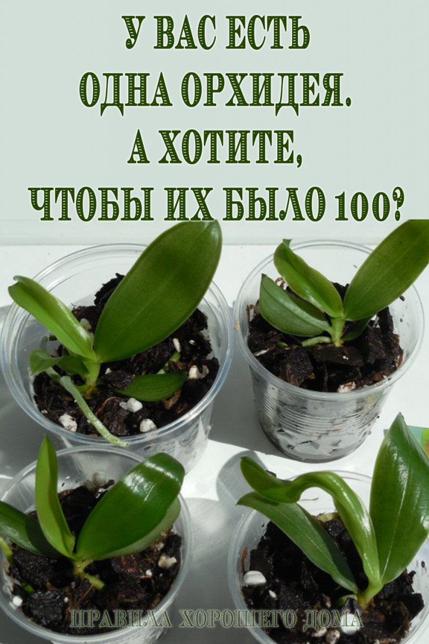 Размножаем орхидеи с 1 до 100 штук