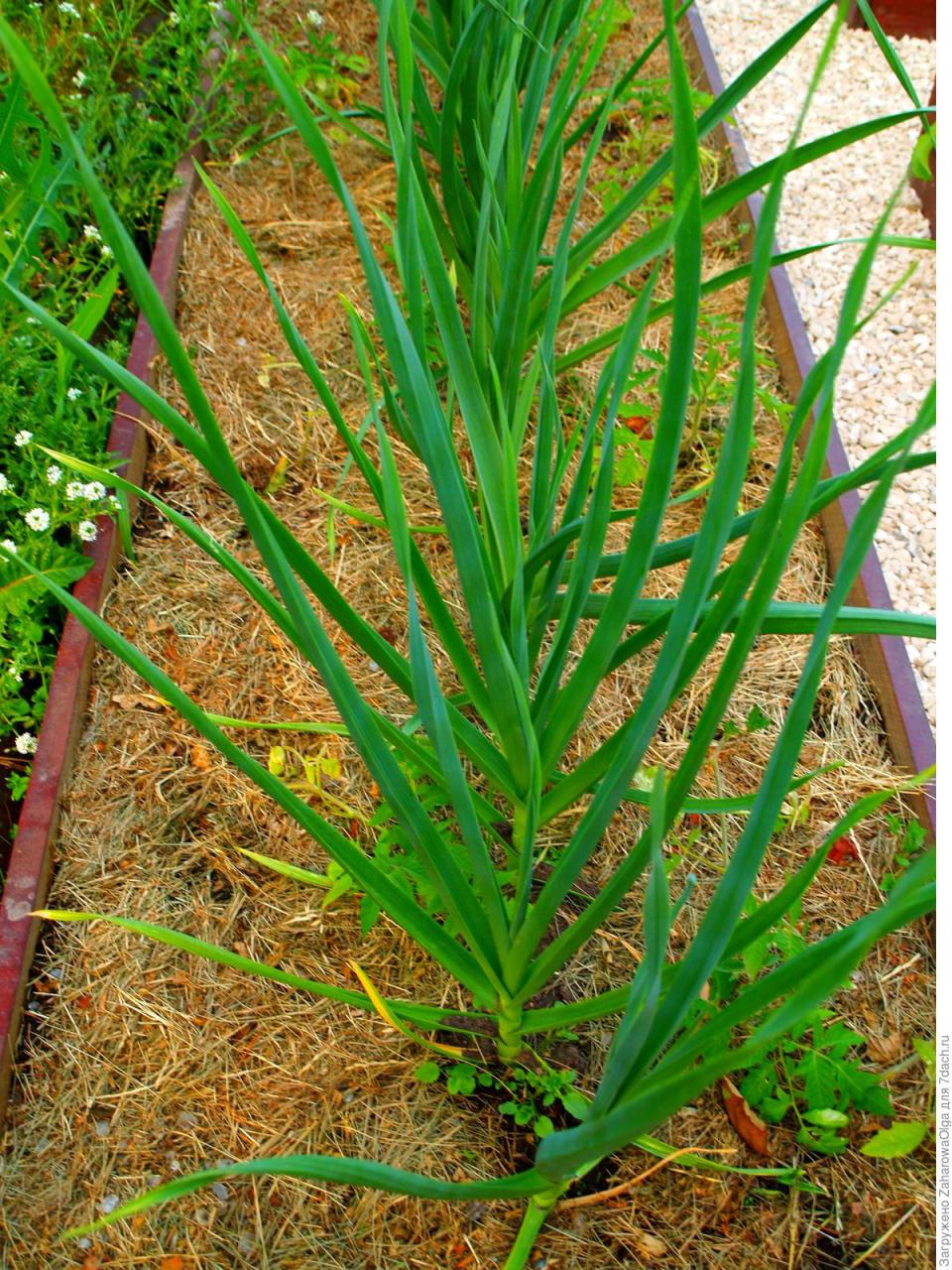 Мульчирование грядок скошенной травой — ещё один рецепт отличного урожая