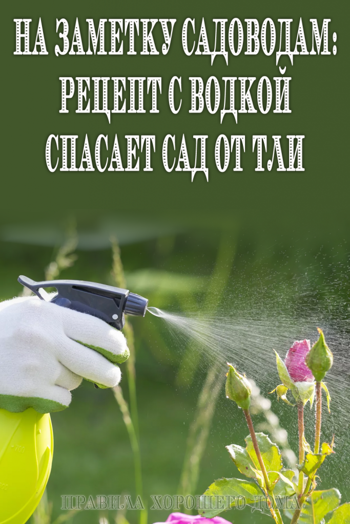 На заметку садоводам: Рецепт с водкой спасает сад от тли