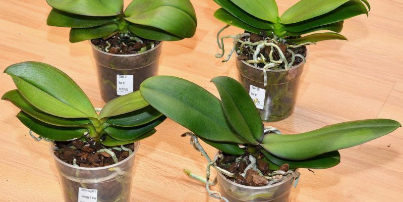 Размножаем орхидеи с 1 до 100 штук