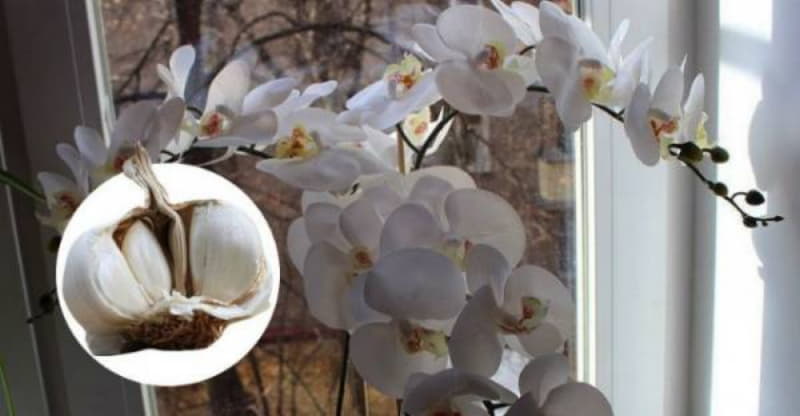 Чеснок — спасение для орхидей! Через месяц мой фаленопсис выпустил несколько цветоносов