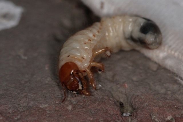 Боремся с личинками майского жука
