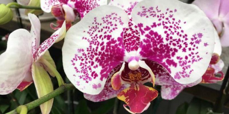 Витаминный коктейль для орхидей: как реанимировать орхидею