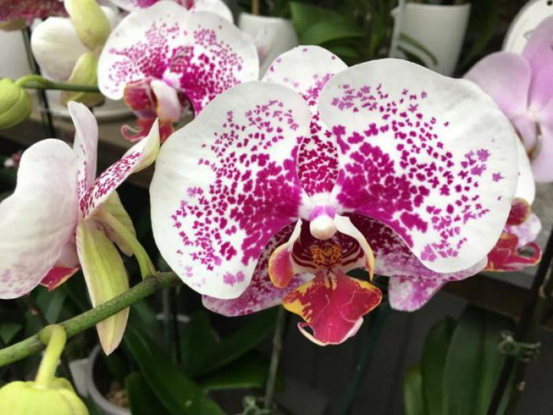 Витаминный коктейль для орхидей: как реанимировать орхидею