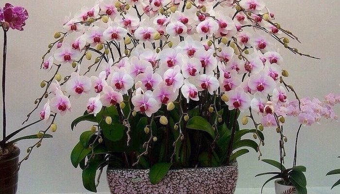Простая, но действенная вкуснятина для шикарного цветения орхидей