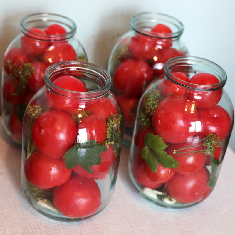 Быстрые малосольные помидоры «Аллегро»: еще свежих не наелись, но как же хочется таких, с жареной картошечкой!