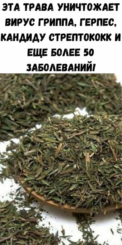 Эта трава уничтожает вирус гриппа, герпес, кандиду стрептококк и еще ...