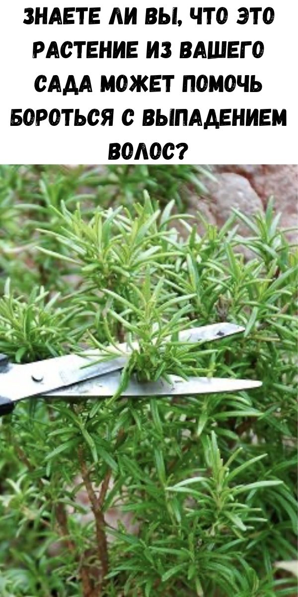 Знаете ли вы, что это растение из вашего сада может помочь бороться с выпадением волос?