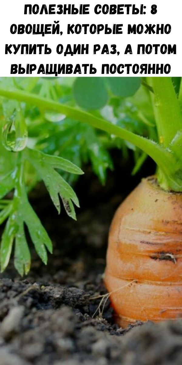 Полезные советы: 8 овощей, которые можно купить один раз, а потом выращивать постоянно
