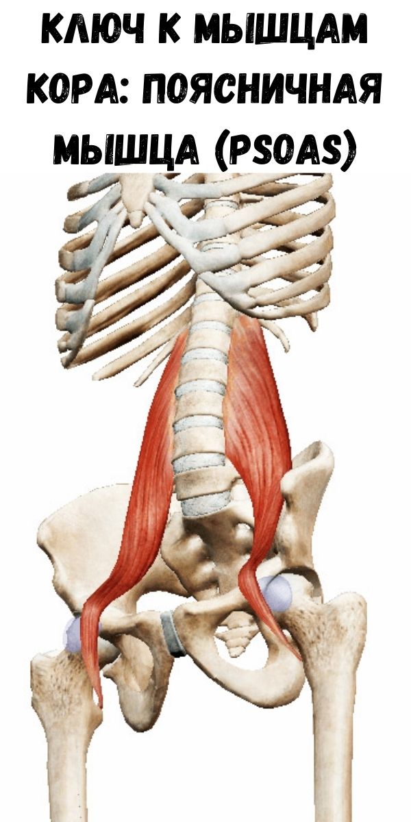 Ключ к мышцам кора: поясничная мышца (psoas)