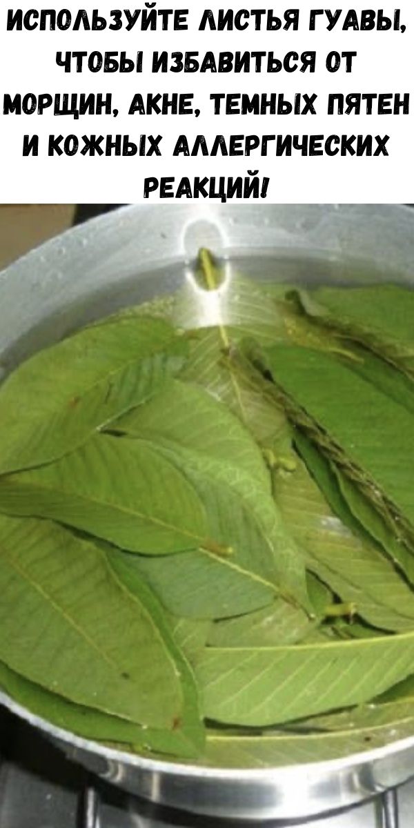 Используйте листья гуавы, чтобы избавиться от морщин, акне, темных пятен и кожных аллергических реакций!