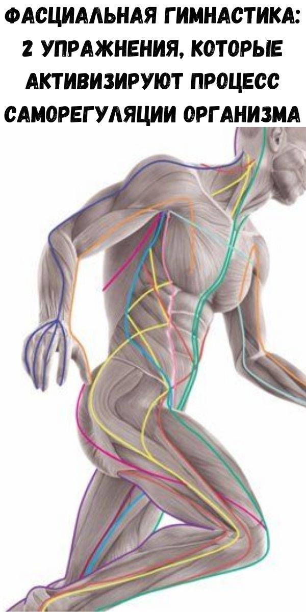 Фасциальная гимнастика: 2 упражнения, которые активизируют процесс саморегуляции организма