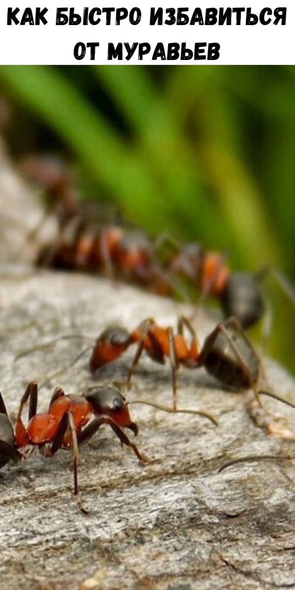 Как быстро избавиться от муравьев
