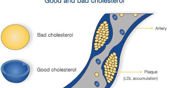 Как кокосовое масло влияет на уровень холестерина и процесс похудения