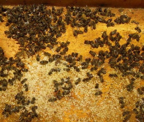 Самое эффективное лекарство легко сделать из пчелиного подмора