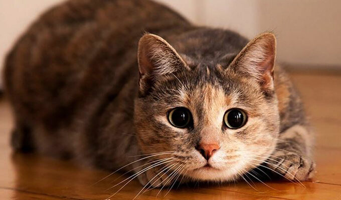 Любители кошек, вот преимущества владения кошкой для здоровья!