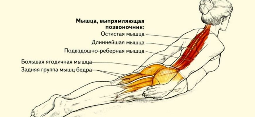 Лучшие упражнения для здорового позвоночника