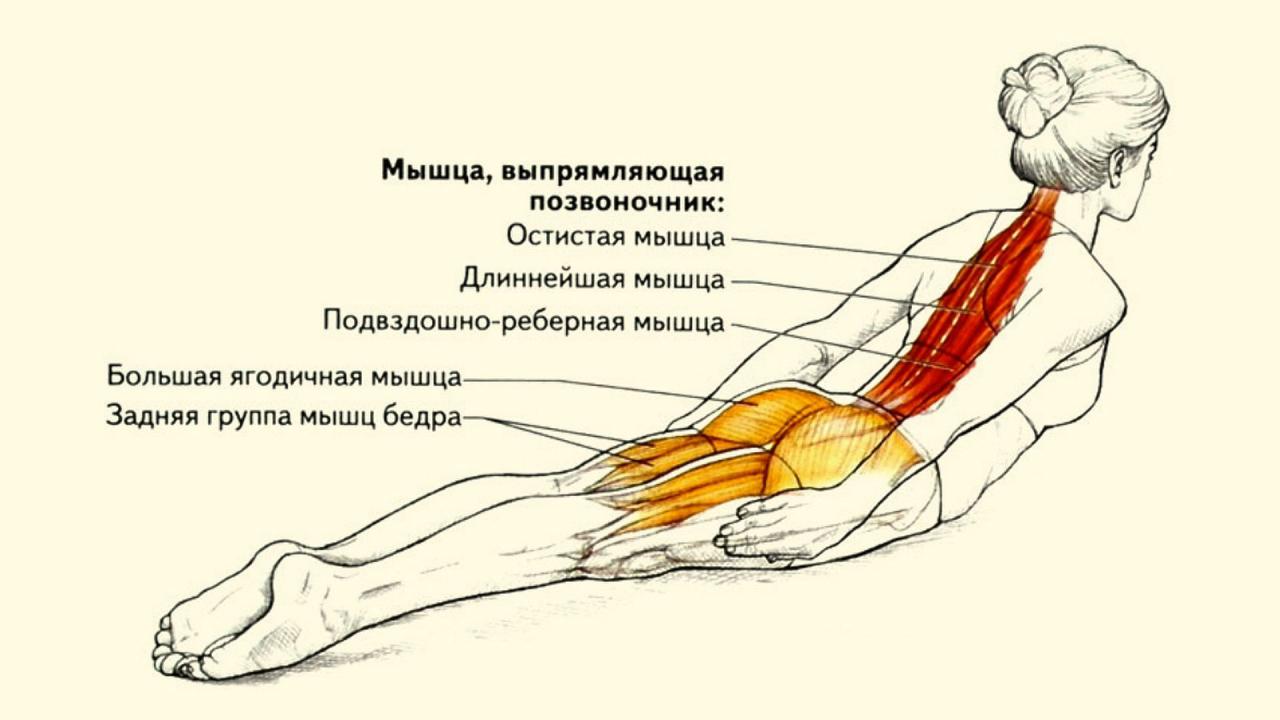 Лучшие упражнения для здорового позвоночника