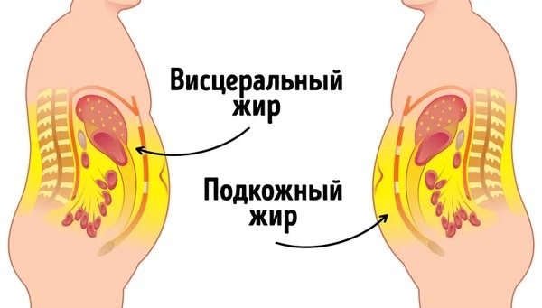 Какие продукты добавить, чтобы избавиться от абдоминального жира?