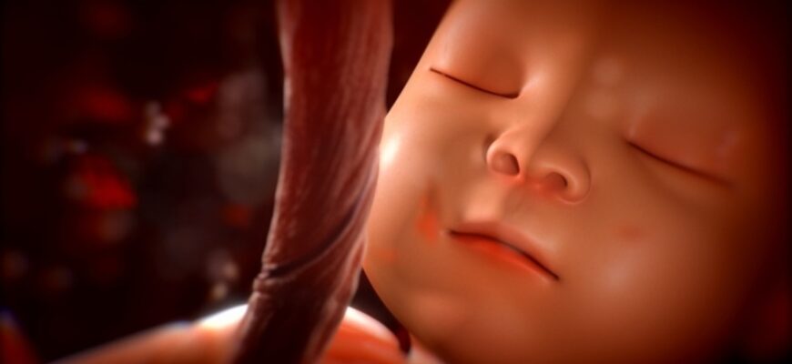 Это видео за несколько минут показывает 9 месяцев жизни в утробе матери - просто захватывает дух!